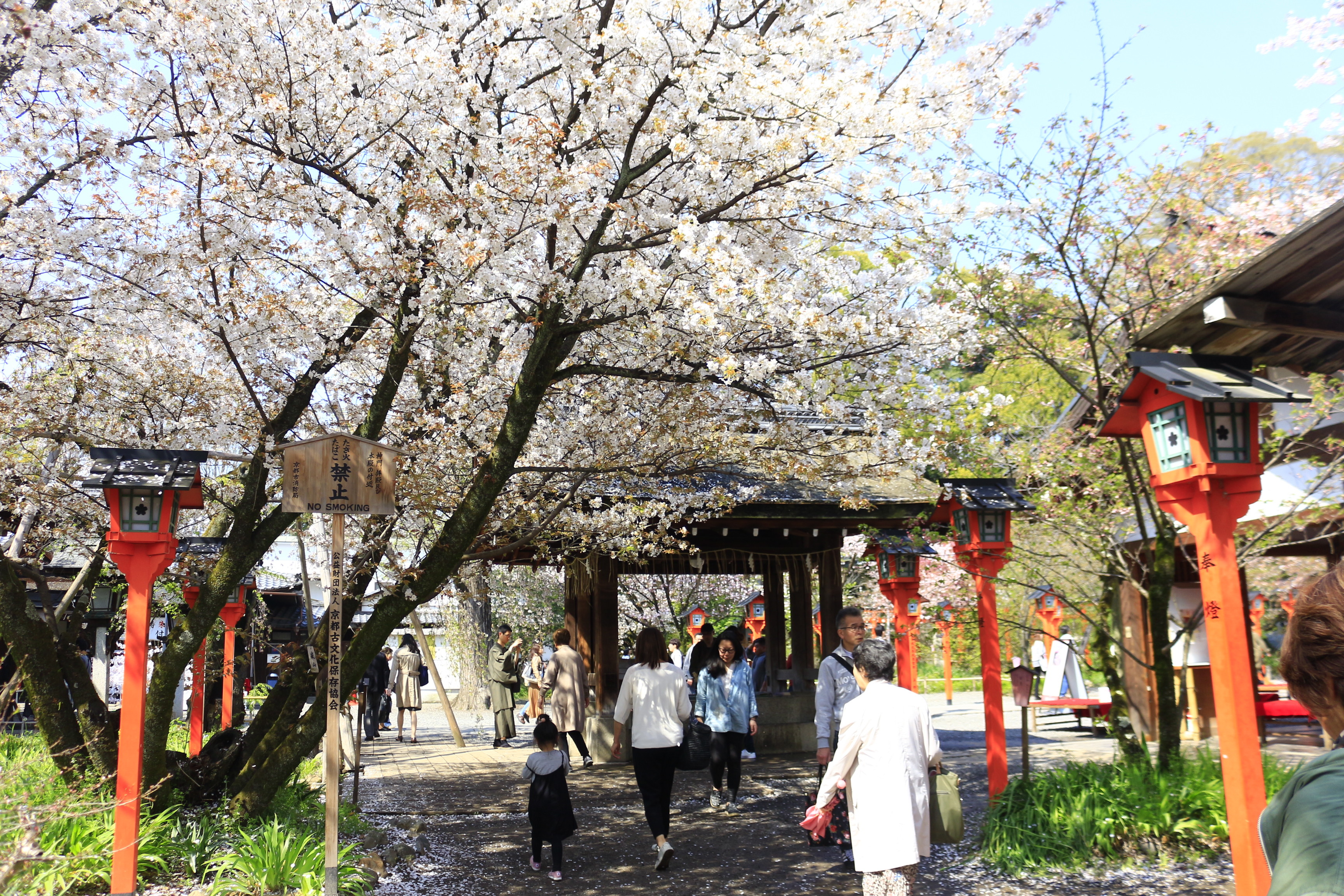 ▲▼京都平野神社櫻花。（圖／記者蔡玟君攝）