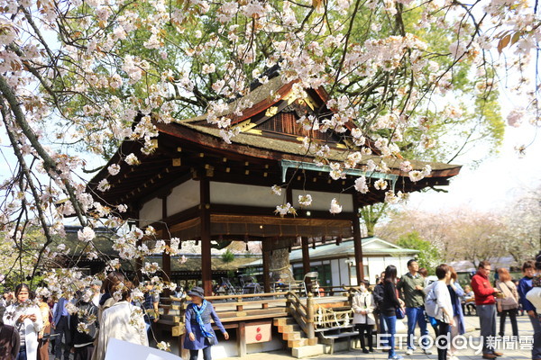 ▲▼京都平野神社櫻花。（圖／記者蔡玟君攝）