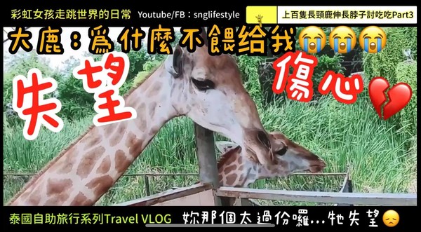 ▲▼Safari World Bangkok泰國曼谷野生動物園長頸鹿園區。（圖／彩虹女孩走跳世界的日常 l SNG-Lifestyle提供）