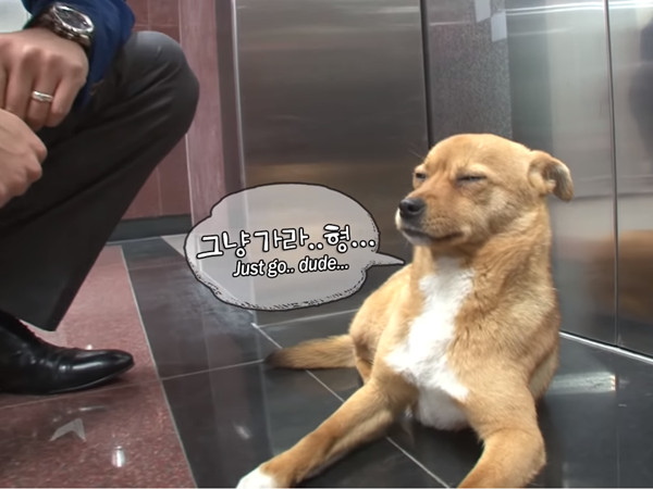 ▲釜山航空辦公室吉祥狗Dony。（圖／翻攝自Youtube頻道「SBS TV동물농장x애니멀봐」）