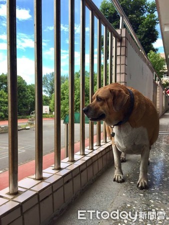 ▲圓滾滾爆紅！校犬小白襪一天2餐　師曝「有年暑假突然變胖…」。（圖／文化國小提供）