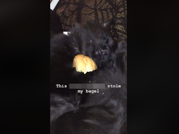 ▲黑貓Tobi偷貝果當枕頭。（圖／翻攝自May Hale Rinn臉書）