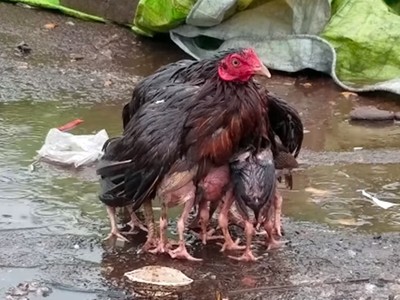 媽媽擋著！落湯母雞「張翅成傘」守護孩子　風雨中最感人畫面