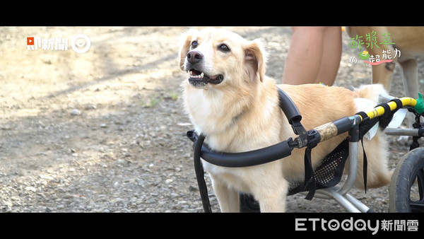 ▲▼臺灣巴克懷善動物救援協會。（圖／記者林哲安攝）