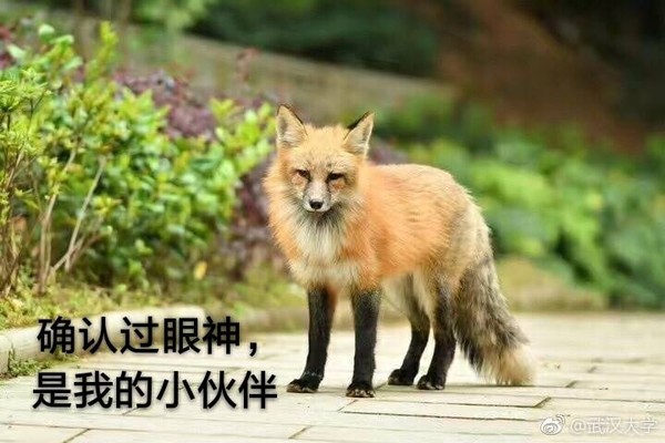 ▲紅狐狸「珞珞」在武漢大學校區內珞珈山上生活已有兩三年，與師生互動親密             。（圖／翻攝武漢大學微博）