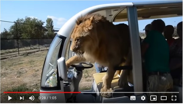 大貓魂上身！獅子闖觀光巴士　飛撲遊客賣萌「討抱抱」。（圖／翻攝自Anna Liesowska的YouTube）