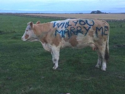奇葩求婚「嫁給我吧」寫在牛身上...女友還沒原諒他