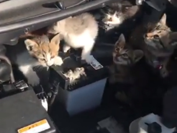 ▲日本網友打開引擎蓋發現7隻貓咪。（圖／翻攝自Twitter@__Spacia__）