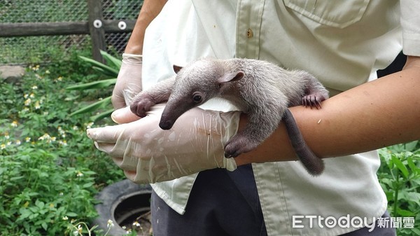 小食蟻獸妞虎。（圖／台北市立動物園提供）