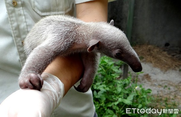 小食蟻獸妞虎。（圖／台北市立動物園提供）