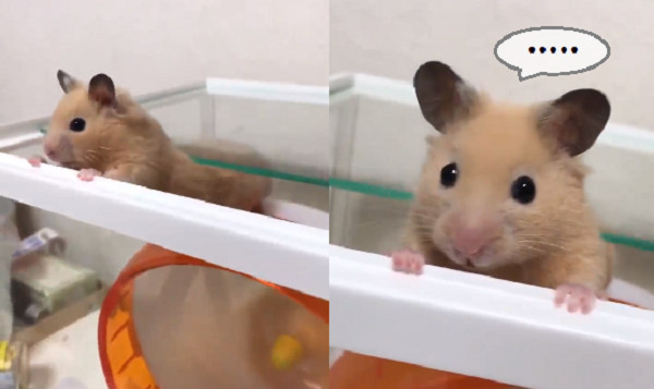 ▲▼只差一步！萌鼠越獄被抓　掛籠子「折腰定格」：別送我回家QQ。（圖／翻攝自Twitter：ryu_chan1226）