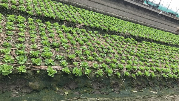 ▲▼雲林縣二崙鄉的廖營餘，40歲的他沒想過自己的影片大爆紅，其實，他曾就讀台中師範學院，當過實習老師，但後來決定回到故鄉務農。（圖／廖營餘提供）