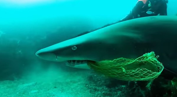 ▲▼ 沙虎鯊嘴裡卡了一個漁網，因此無法進食            。（圖／翻攝Sea Shepherd Global粉絲專頁）
