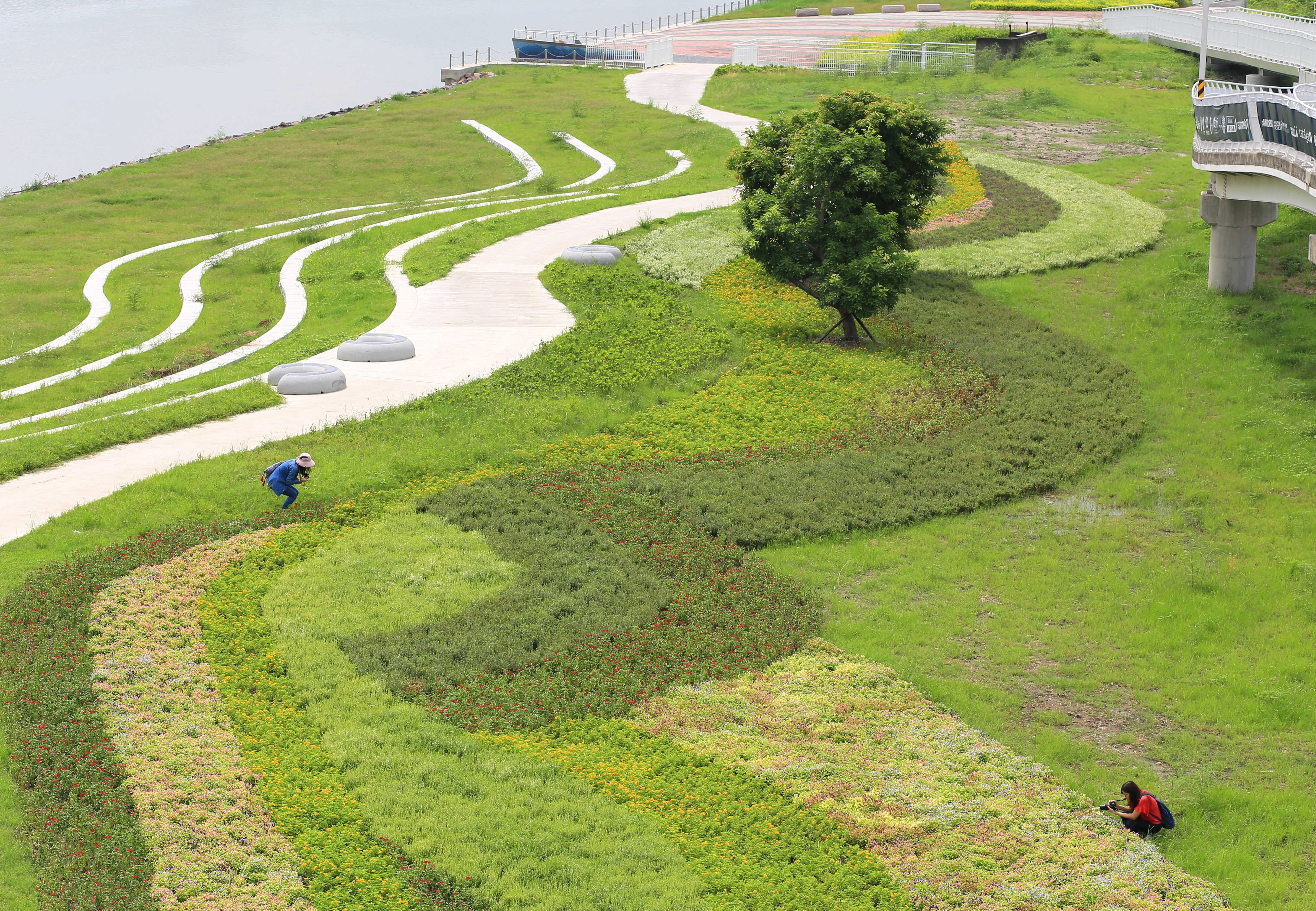 35 000盆構出彩帶花毯 北市 社子賞花新秘境 映襯河景 Ettoday旅遊雲 Ettoday新聞雲