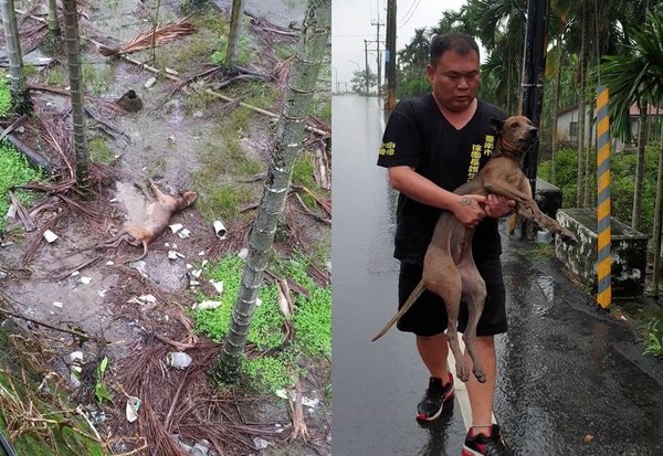 ▲捆裝布袋「當垃圾」丟下橋！　癱瘓汪大雨中狂發抖仍搖尾示好。（圖／「徐文良（徐園長護生園）」臉書粉絲專頁）