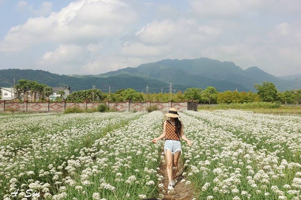 ▲宜蘭韭菜花田。（圖／宜蘭ㄚ欣的美食日誌）