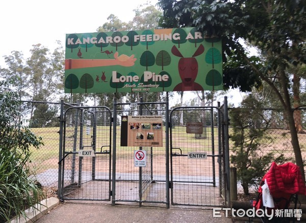 ▲龍柏動物園,澳洲旅遊,lonepinezoo。（圖／記者陳涵茵攝）