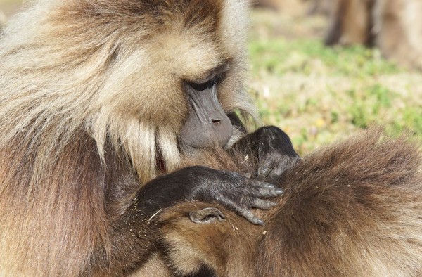 ▲英國雷文郡佩恩動物園的狒狒被發現扯同伴毛髮剃牙。（示意圖／達志影像）