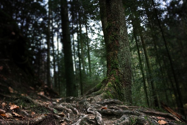 ▲▼森林,深山,踏青,登山（圖／取自免費圖庫Pixabay）