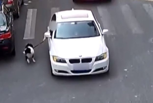 飼主開BMW遛狗，竟是因嫌狗髒。（圖／翻攝自梨視頻）