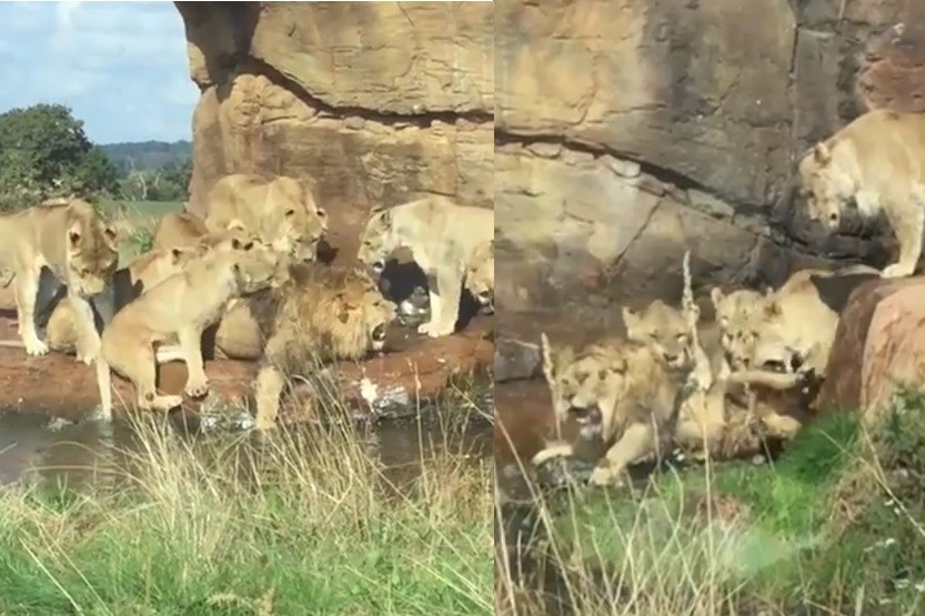 ▲▼英國野生動物園裡，一隻公獅被母獅群圍剿。（圖／翻攝自The Sun）