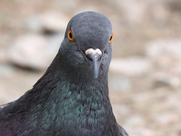 鴿子、鳥屎。（圖／pixabay圖庫）