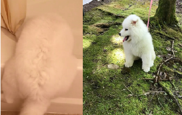 ▲小薩摩耶犬爬浴缸「高檻」。（圖／翻攝自Instagram@susie_6l）