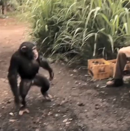 猩猩拿AK掃射，士兵險被打成蜂窩。（圖／翻攝自臉書專頁「LIFE」）