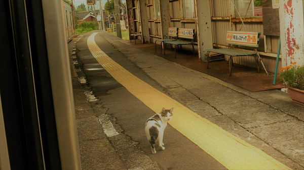 ▲▼坐過站了！浪貓誤入車廂驚慌徘徊　暖心車長送牠回老地方。（圖／翻攝自Twitter:nyaoske）