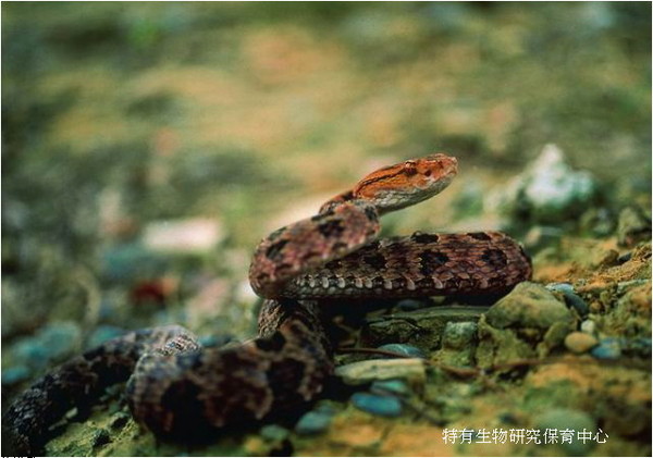 毒蛇龜殼花列為保育類動物。（圖／取自農委會特有生物研究保育中心網頁）