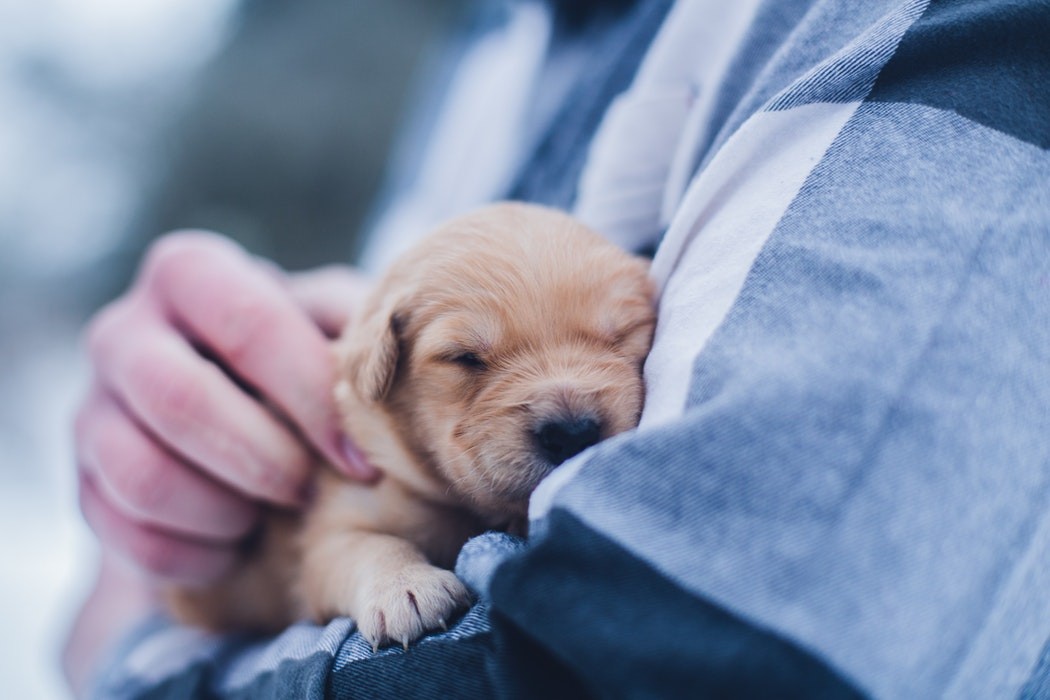 ▲與狗狗離別。（圖／翻攝自Unsplash）