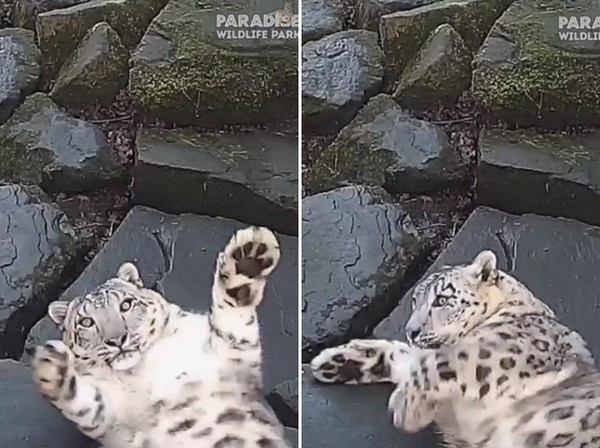 ▲英國野生動物公園的雪豹「Jessie」。（圖／翻攝自臉書粉絲專頁「Paradise Wildlife Park」）