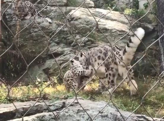 ▲動物園小雪豹整媽反被嚇　母子「神同步彈跳」遊客驚！　（圖／翻攝自IG：「gabeupinyourhead」）