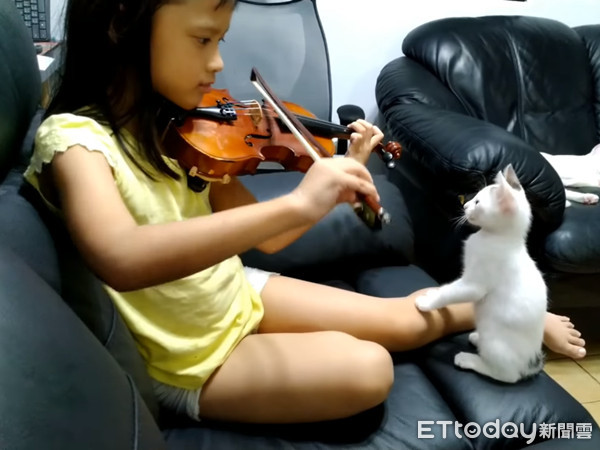 ▲驗收小提琴的白貓白龍。（圖／主人王太太提供，請勿隨意翻拍，以免侵權。）
