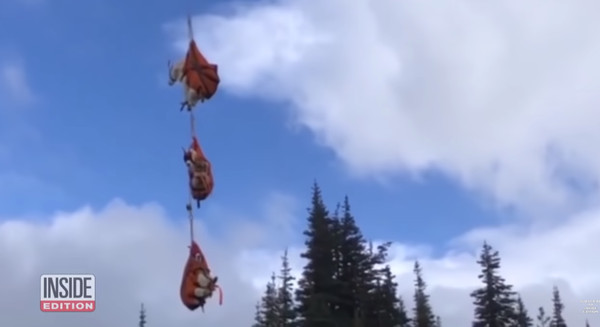 美國華盛頓州奧林匹克國家公園（Olympic National Park）天空中近日出現「羊肉串」，這是由直升機吊著一隻又一隻的羊， 原來這是專家正幫園內的山羊搬家，同時也計畫將375隻的山羊送回原棲地。（圖／翻攝自youtube）