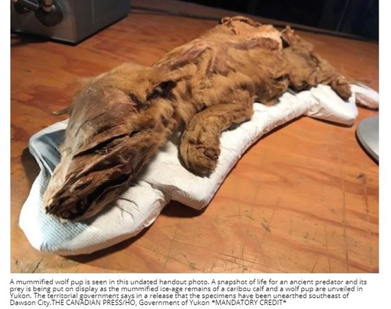 ▲加拿大育空地區道森市（Dawson City）日前發現兩具「冰河時期木乃伊」幼馴鹿和幼狼；起初還以為是狗，但是經過分析後發現該生物是屬於冰河時期，超過5萬年歷史。（圖／翻攝自Dawson Creek Mirror）