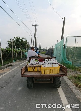 ▲醫叮嚀生病勿近寵物　2年後阿公忍不住問萌狗「麥坐車車莫？」。（圖／飼主張招敏提供）