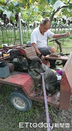 ▲醫叮嚀生病勿近寵物　2年後阿公忍不住問萌狗「麥坐車車莫？」。（圖／飼主張招敏提供）