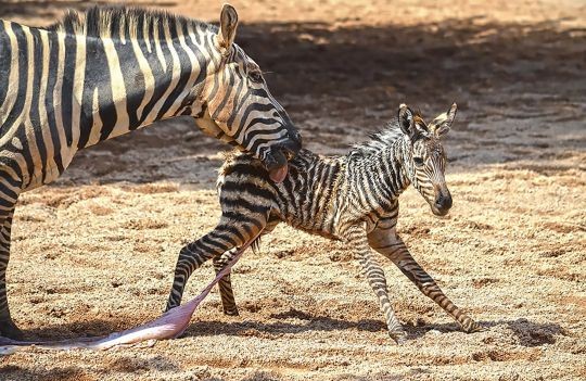 （圖／翻攝自Facebook／Bioparc Valencia）