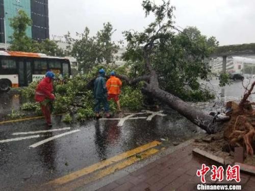 ▲▼颱風過後，廣州綠化搶修人員正在清理倒下的樹木。（圖／中新社）
