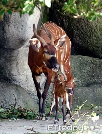 斑哥條紋羚寶寶小雅。（圖／台北市立動物園提供）