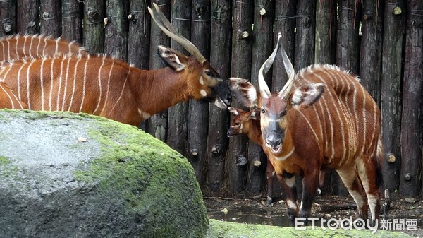 斑哥條紋羚寶寶小雅。（圖／台北市立動物園提供）