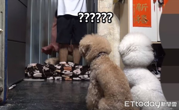 ▲3個月沒見！哥「魔術毯」給驚喜　汪愣5秒暴衝舔翻：想死你啦。（圖／「希露弟弟啃雞腿」提供）