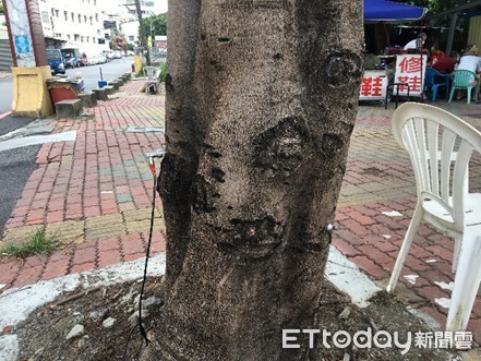 ▲台南市工務局為保護行道樹，特別邀請嘉義大學都市林研究室為台南市行道樹進行結構檢查。（圖／市府提供）