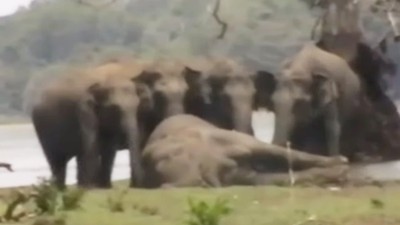 死前為族群爭取地盤！300頭象輪流「輕撫象王屍體」致意告別