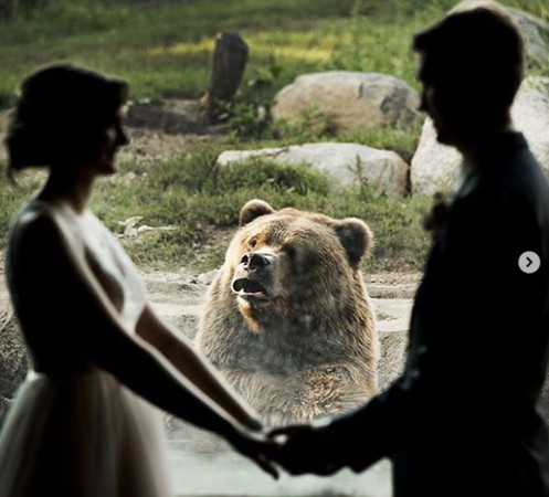 ▲明尼蘇達州一對情侶拍婚紗，熊熊亂入，還不讓新娘嫁。（圖／翻攝自攝影師chrisandkristy Instagram ）