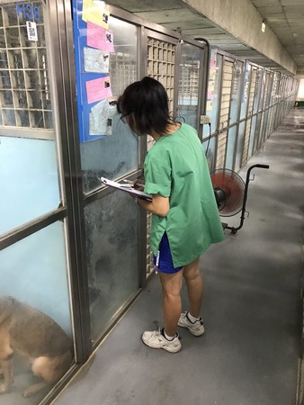 ▲毛孩當家人！北市動物之家聘專職醫護　每日早8開餵+關心貓狗。（圖／台北市動保處提供）