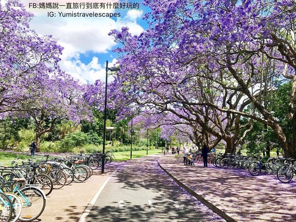10月與藍花楹浪漫邂逅 當澳洲被 考試樹 染成紫色仙境 Ettoday旅遊雲 Ettoday新聞雲