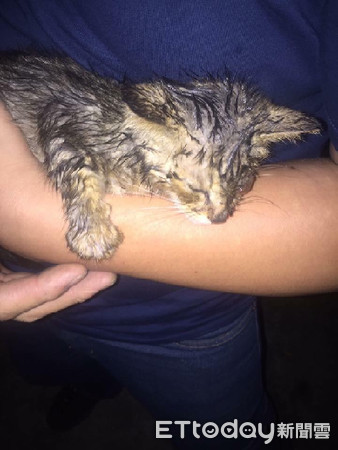 ▲喵靜止不動，如同被點穴。（圖／網友郭紫琁提供，請勿隨意翻拍）