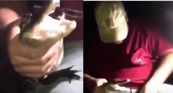 白目男用下體逗弄小鱷魚　被一口狠咬差點「爆蛋」。（圖／翻攝自Funny vines 2018 Videos的youtube）
